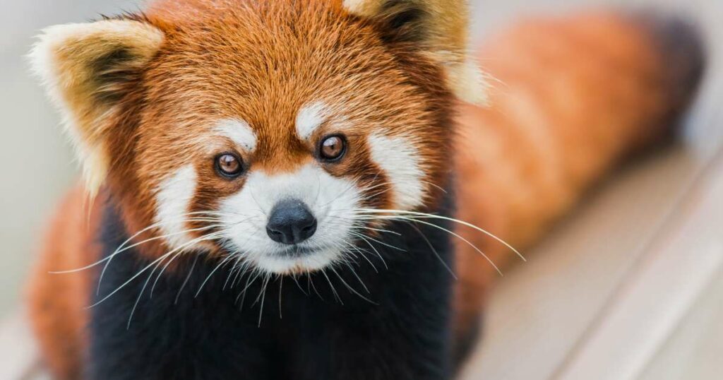 O panda vermelho pode ser o real inspirador do mascote do Firefox